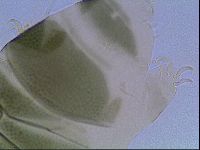 Echiniscus viridis image
