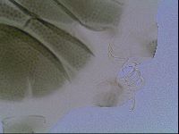 Echiniscus viridis image