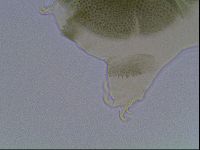 Echiniscus viridis image