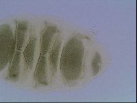 Echiniscus viridis image
