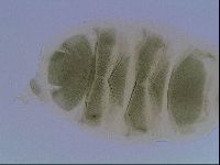 Echiniscus viridis image