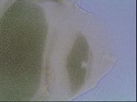 Echiniscus viridis image