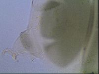 Echiniscus viridis image