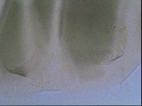 Echiniscus viridis image