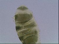 Echiniscus viridis image