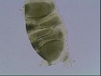Echiniscus viridis image