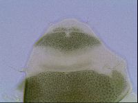 Echiniscus viridis image