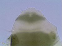 Echiniscus viridis image