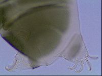 Echiniscus viridis image