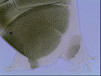 Echiniscus viridis image