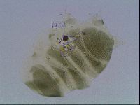 Echiniscus viridis image