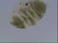 Echiniscus viridis image