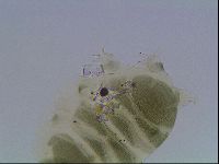 Echiniscus viridis image