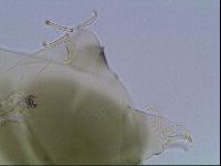 Echiniscus viridis image