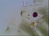 Echiniscus viridis image