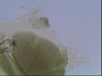 Echiniscus viridis image