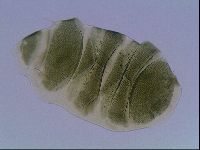 Echiniscus viridis image