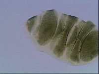 Echiniscus viridis image