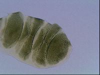 Echiniscus viridis image