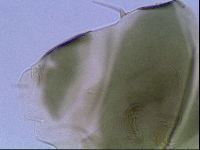 Echiniscus viridis image