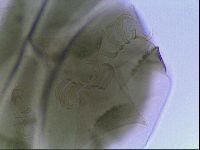 Echiniscus viridis image