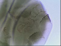 Echiniscus viridis image