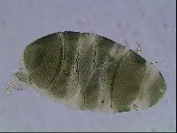 Echiniscus viridis image