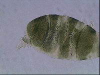 Echiniscus viridis image