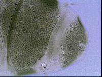 Echiniscus viridis image
