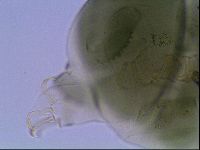 Echiniscus viridis image