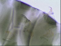 Echiniscus viridis image