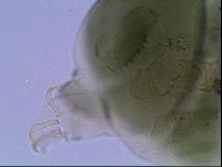 Echiniscus viridis image