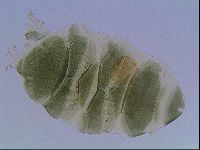 Echiniscus viridis image