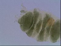 Echiniscus viridis image