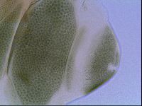 Echiniscus viridis image