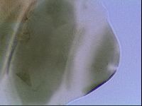 Echiniscus viridis image
