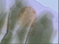 Echiniscus viridis image