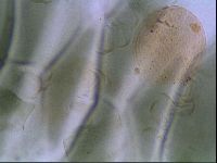 Echiniscus viridis image