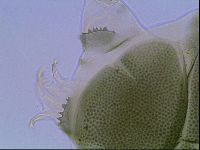 Echiniscus viridis image