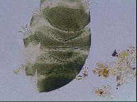 Echiniscus viridis image
