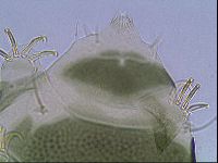 Echiniscus viridis image