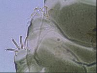 Echiniscus viridis image