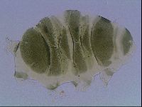 Echiniscus viridis image