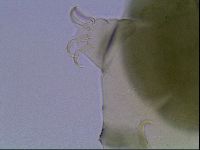 Echiniscus viridis image