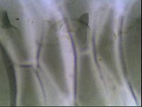 Echiniscus viridis image