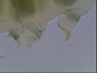 Echiniscus viridis image