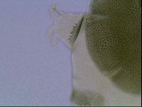Echiniscus viridis image