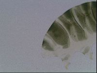 Echiniscus viridis image