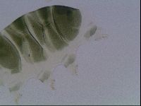 Echiniscus viridis image
