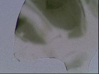 Echiniscus viridis image